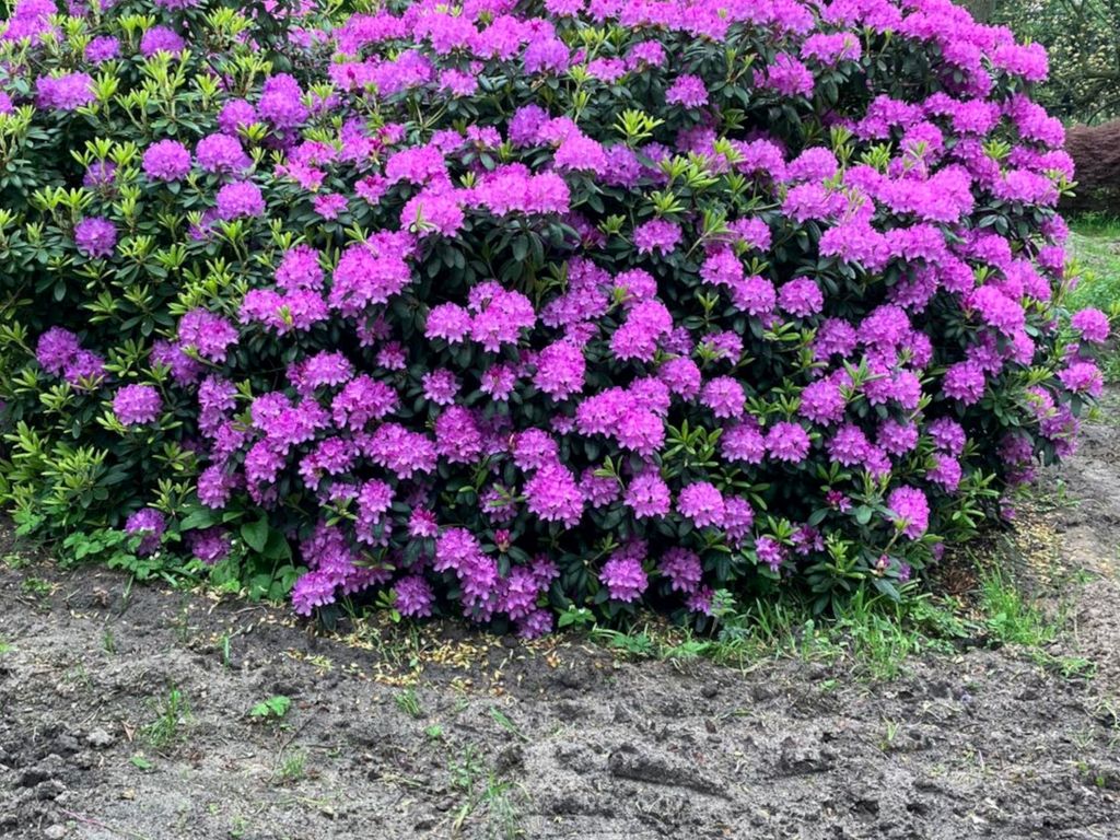 Runselstraat 10, Berghem