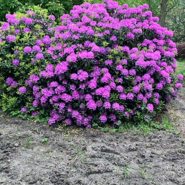 Runselstraat 10, Berghem