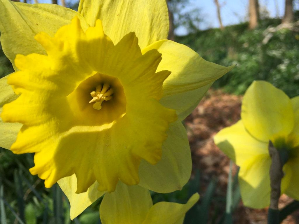 Runselstraat 10, Berghem