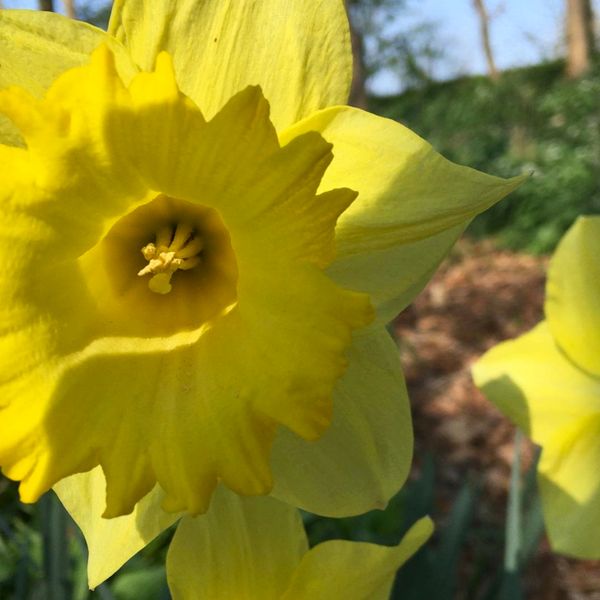 Runselstraat 10, Berghem