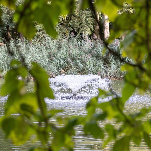 Runselstraat 10, Berghem