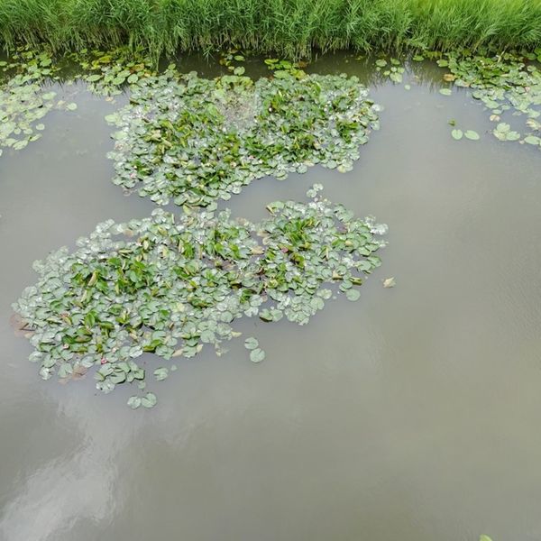 Vijverhof 10, Avenhorn