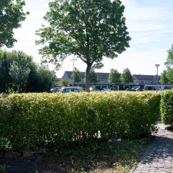 Koningsspil 7, Avenhorn