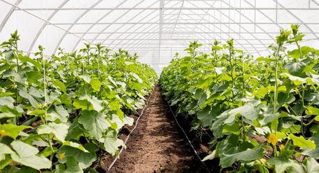 AAB to attend the Canadian Greenhouse Conference