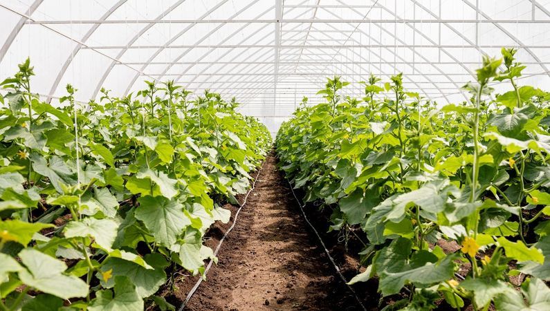 AAB is taking part in an innovative agricultural project in Aruba