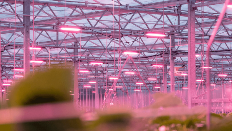 AAB vraagt ruim € 3,5 miljoen EG-subsidie aan voor 24 glastuinbouwondernemers