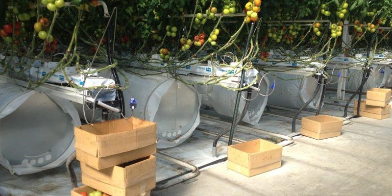 Ultra-Clima® greenhouse for D’Vine Ripe