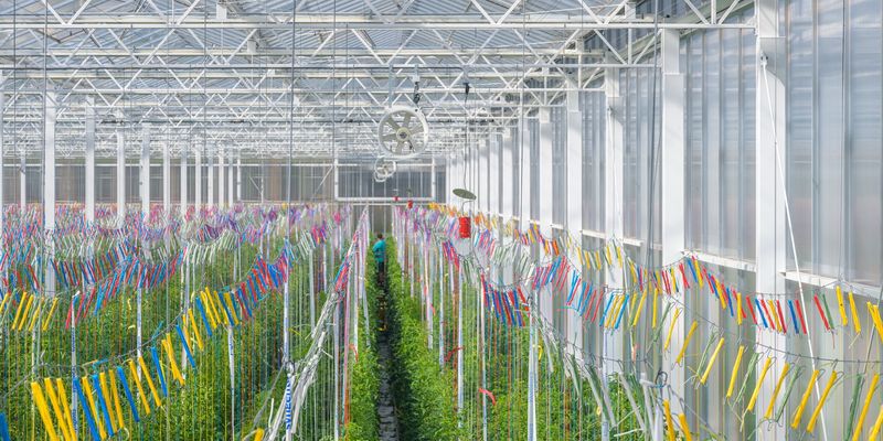 Construction demo greenhouse Syngenta: Tomato Vision