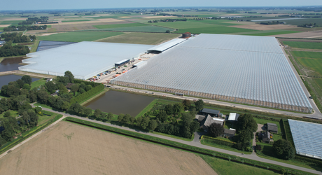 Nieuwbouw demokas Syngenta: Tomato Vision