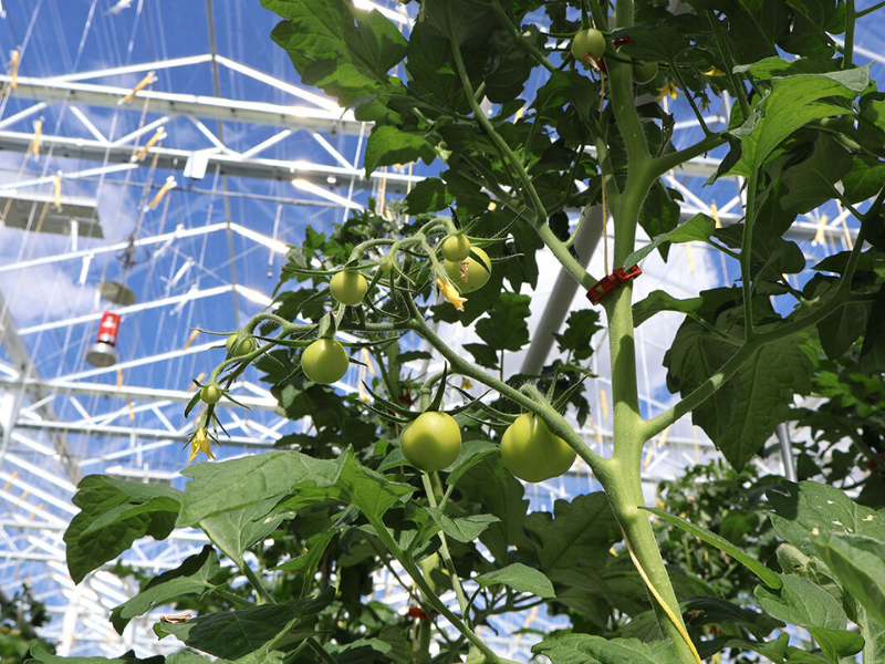 AAB adviseert bij financiering duurzame tomatenkas in Zweden