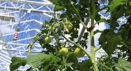 The Osiris Project supplies sustainable heat and CO₂ to the horticulture sector