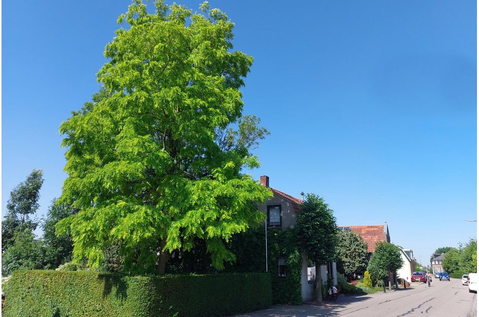 Buitendams 383