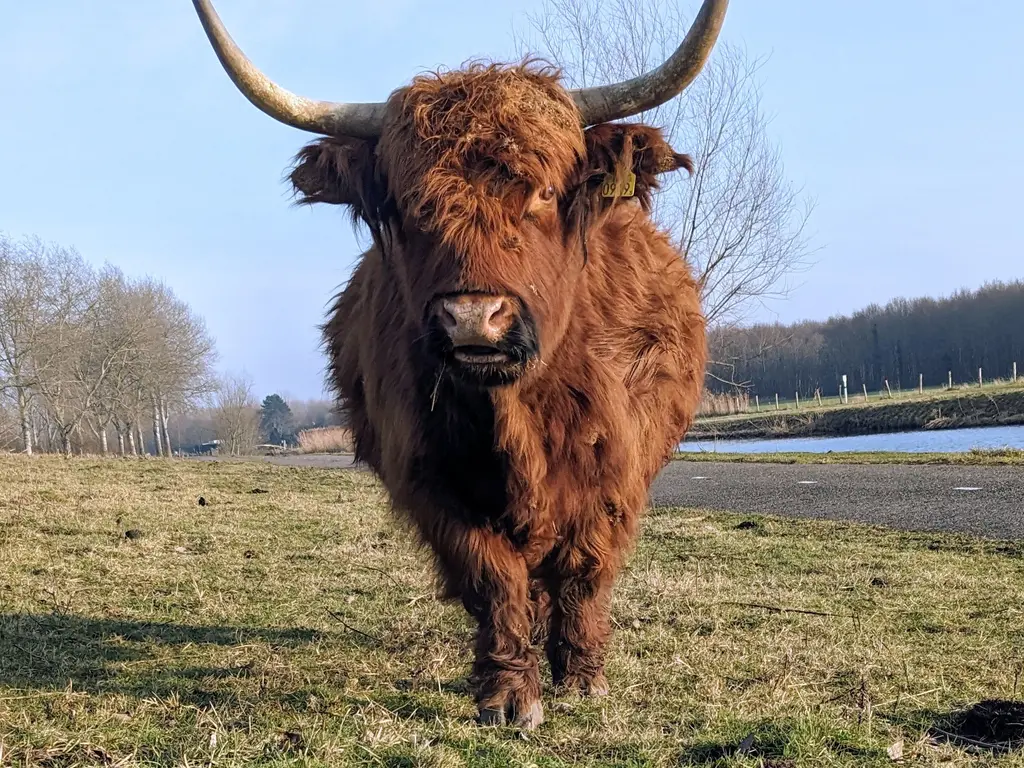 Molendijk 37, RHOON