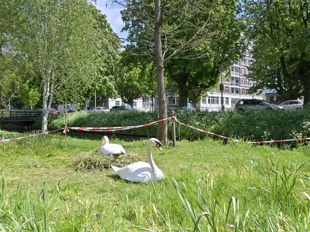 Burgemeester De Monchyplein 213, 'S-GRAVENHAGE