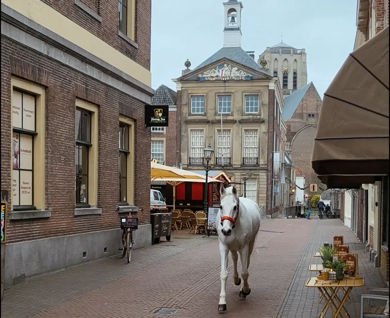 Loslopend paard in Brielse binnenstad  blijkt Ozosnel!