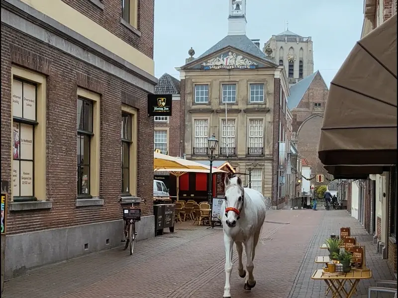 Ozosnel gespot in de Brielse binnenstad (2).png