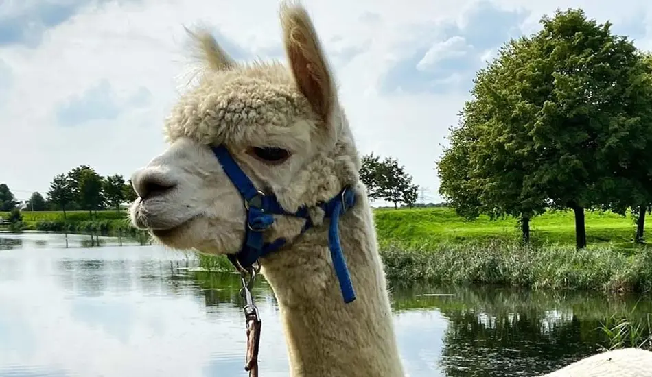 Alpaca walking tour