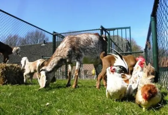 De Dierenweide