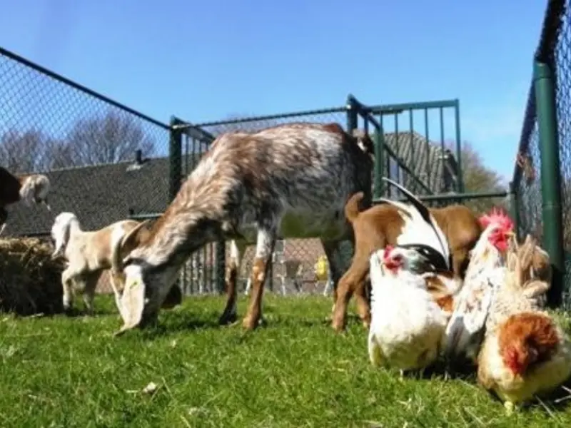 De Dierenweide