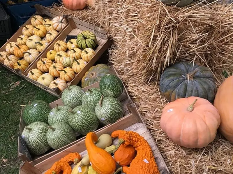 Pompoenfair