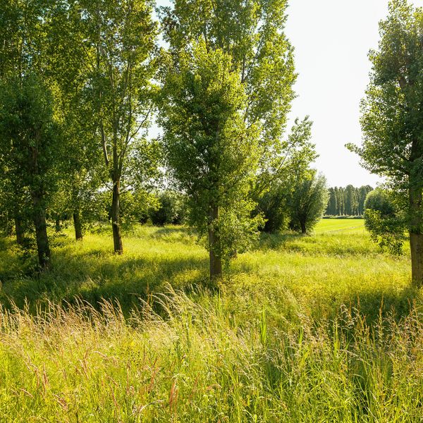 Beeckendael 26, 's-Hertogenbosch