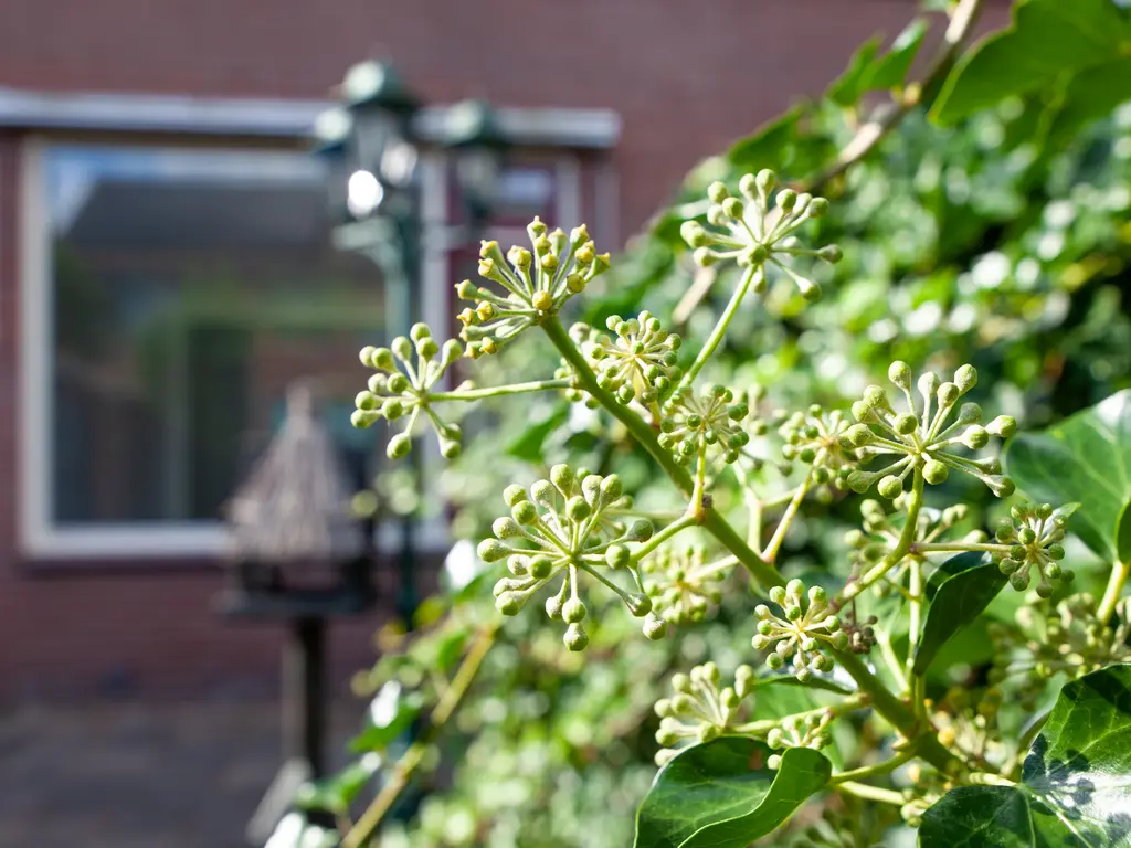 Olivier van Noortlaan 12, GOUDA