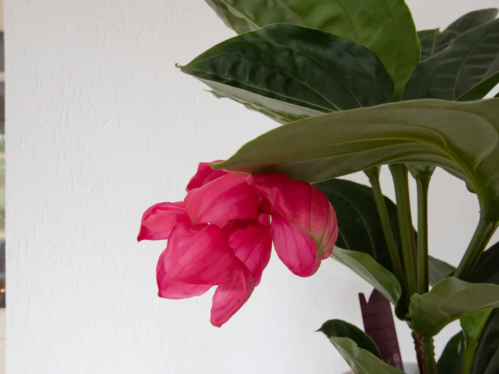 Livingstonelaan 34, GOUDA