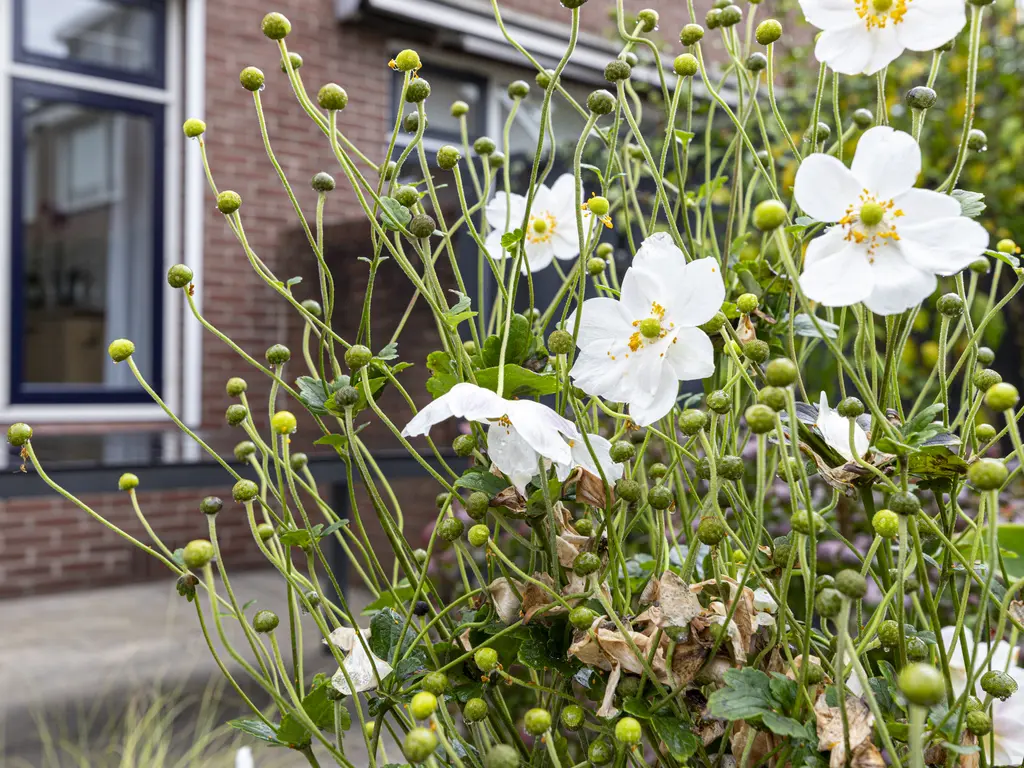 Cronestein 37, GOUDA