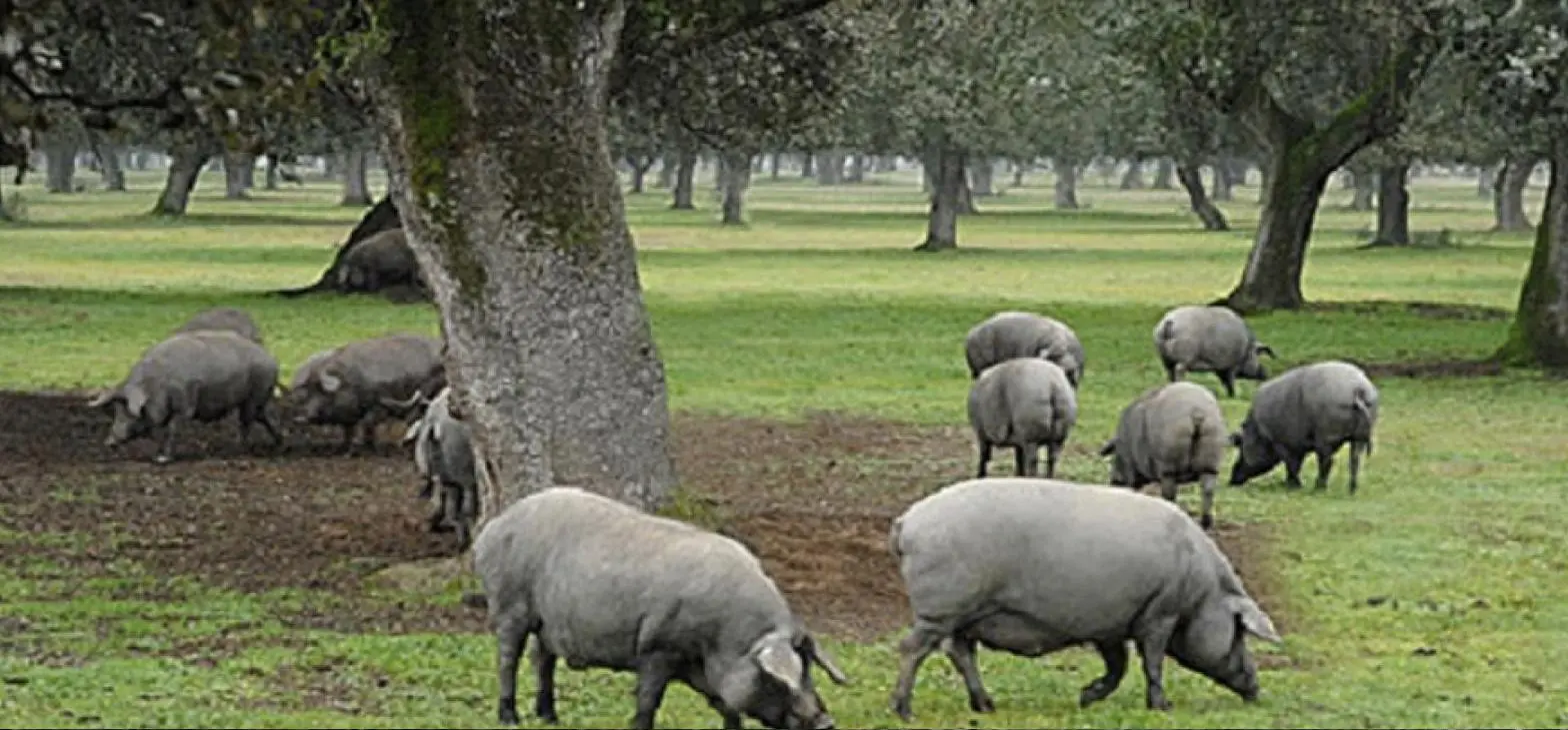 The Iberian Pork Project - A New Culinary Package