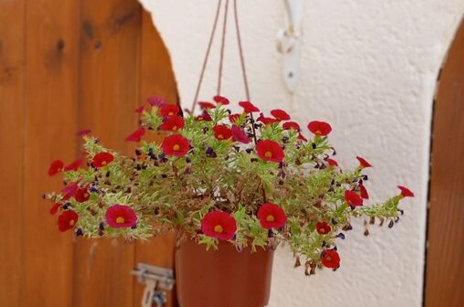 Villa in Villamartin