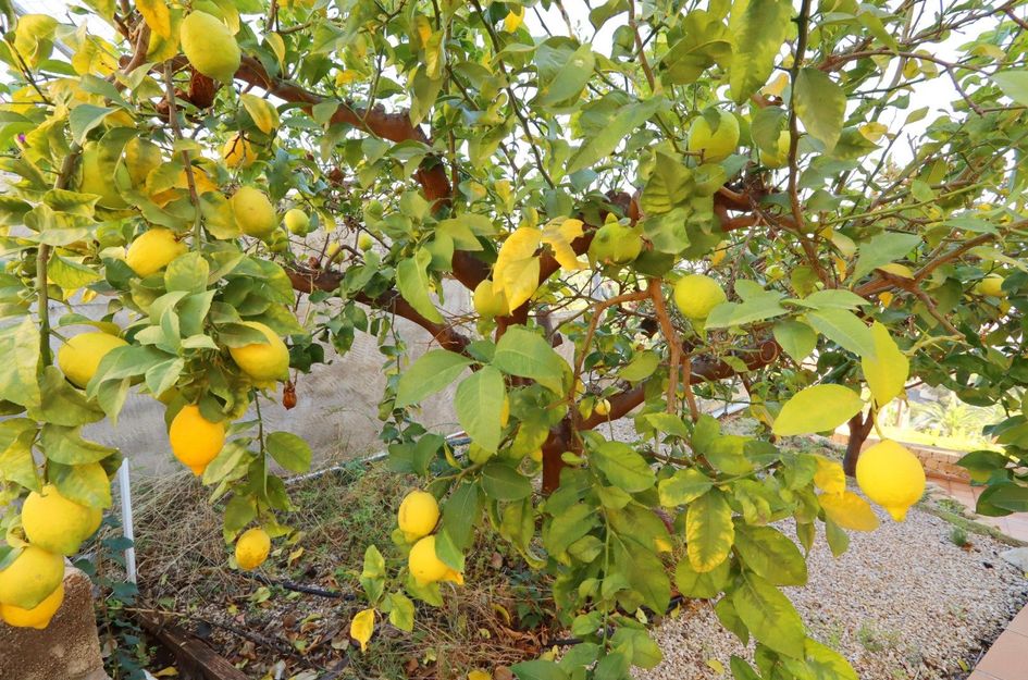Villa in Altea Hills