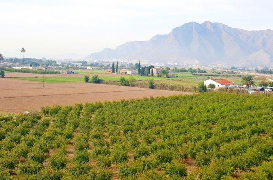 Finca in Callosa de Segura