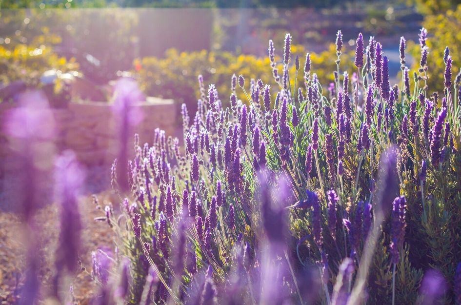 Finca in Ermita de Pinos