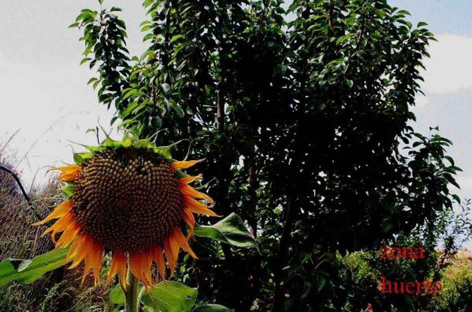 Huis in Cañadas de San Pedro