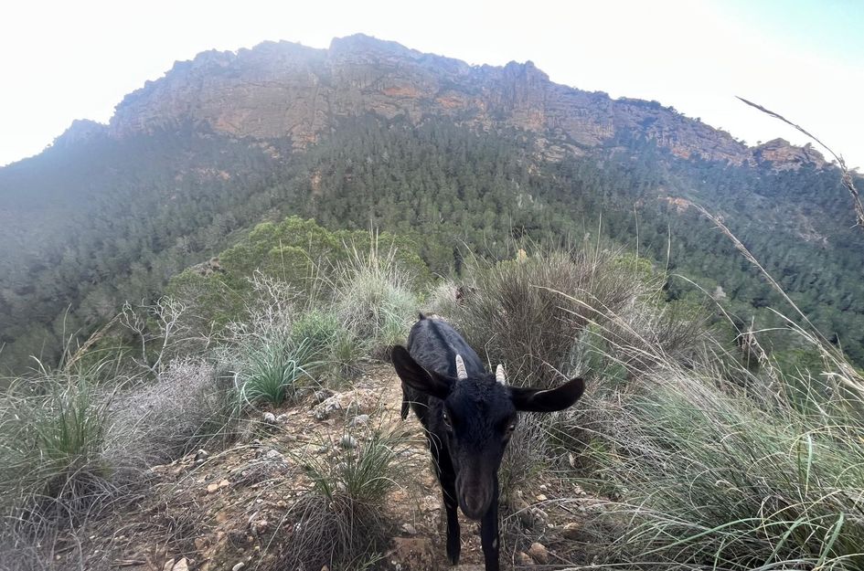 Huis in Cañadas de San Pedro