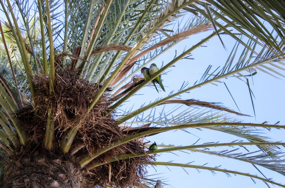 Villa in Torre del Mar