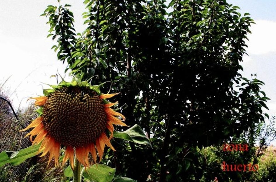 Huis in Cañadas de San Pedro