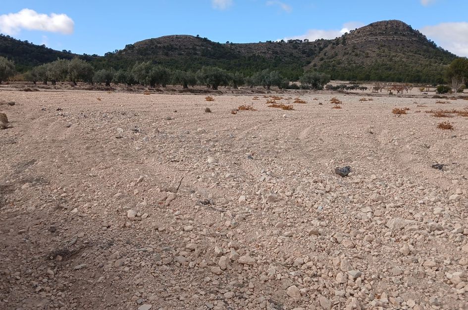 Perceel in Yecla