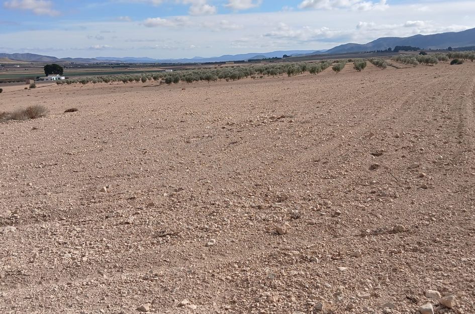 Perceel in Yecla