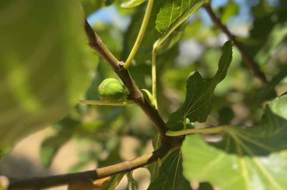 Villa in Urbanización Puerto de Estepona
