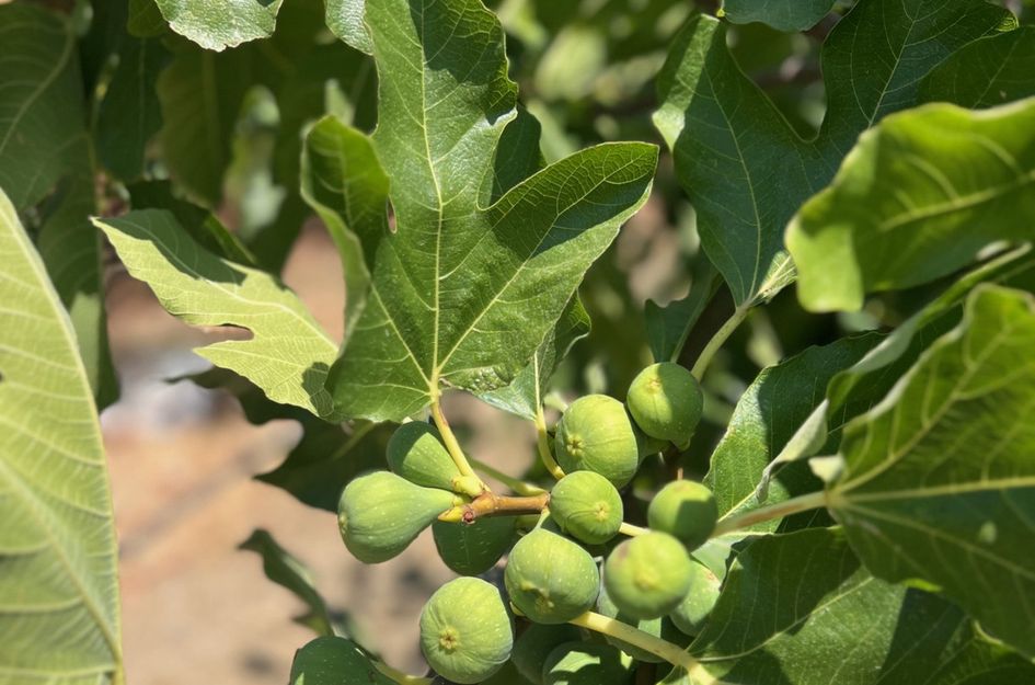 Villa in Urbanización Puerto de Estepona