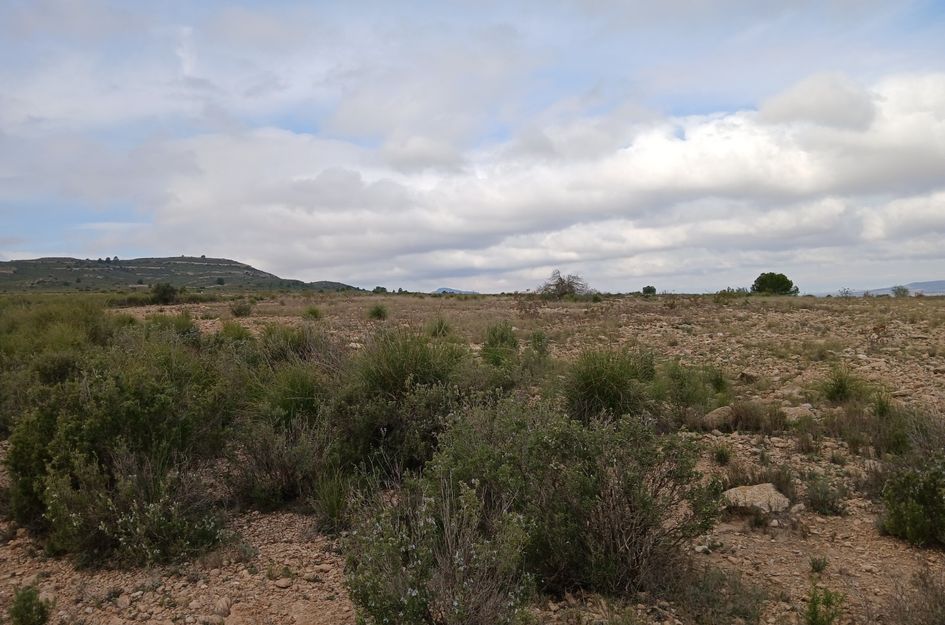 Perceel in Yecla