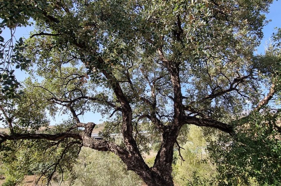 Villa in Urbanización Puerto de Estepona