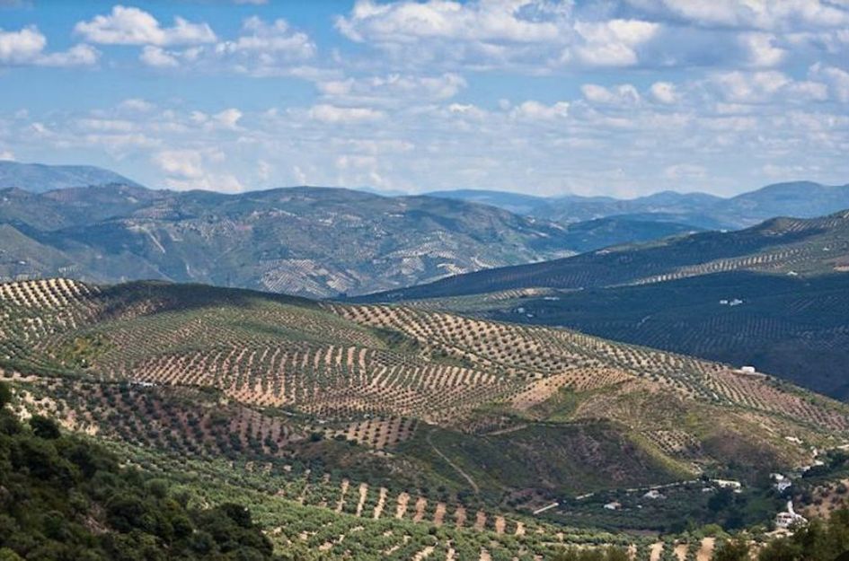 Perceel in Antequera