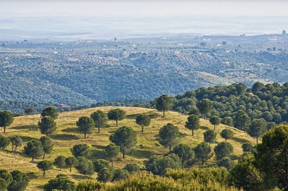Perceel in Antequera