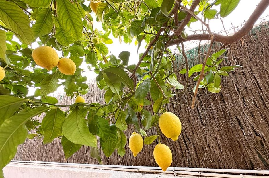 Villa in Gea y Truyols