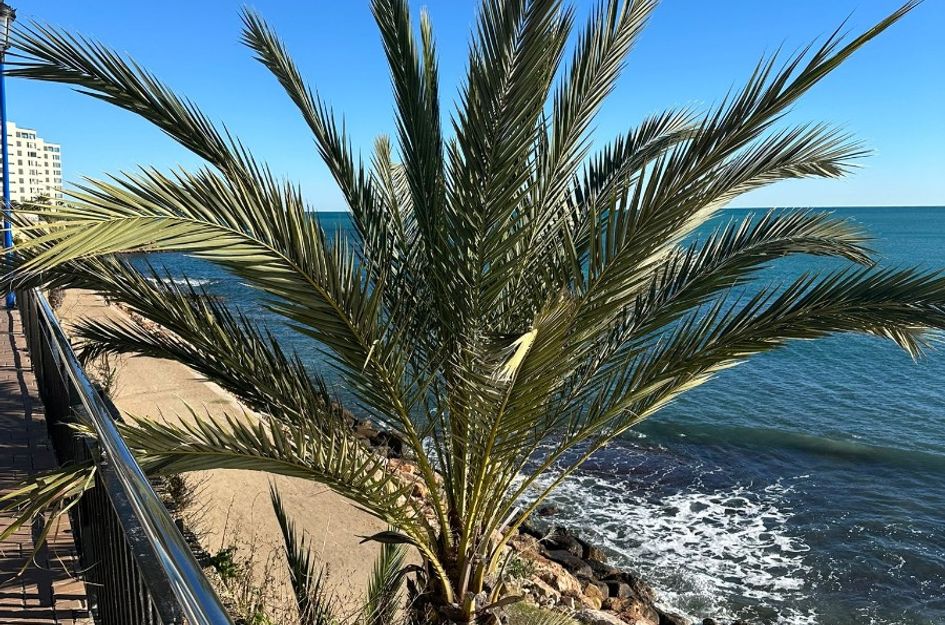 Appartement in Punta Prima