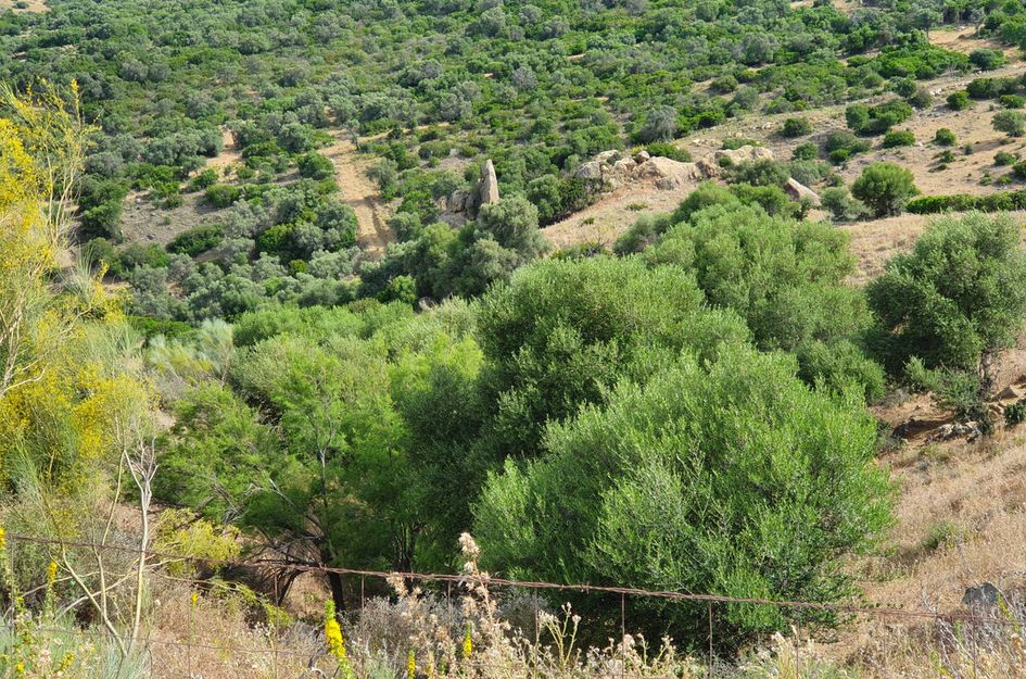 Perceel in Casares