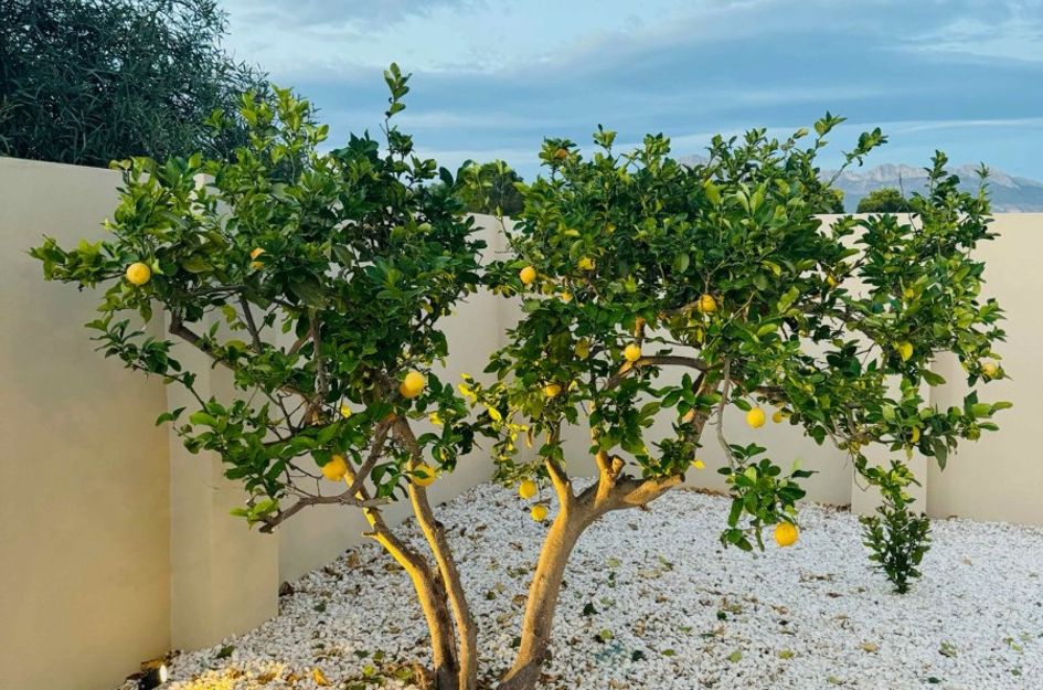 Villa in L'Alfàs del Pi