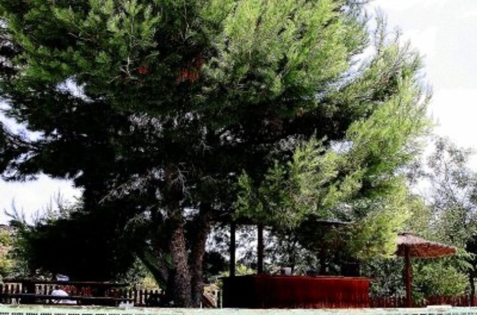 Villa in Cañadas de San Pedro